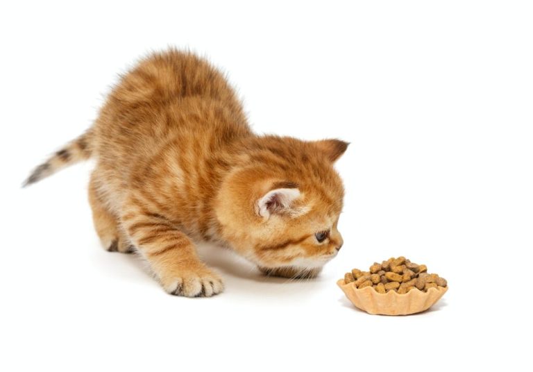 Où peut-on se procurer la nourriture pour chatons ?
